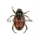 Phyllopertha horticola