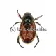 Phyllopertha horticola