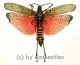 Phymateus saxosus ( spread )