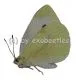 Pieris rapae