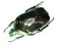 Plaesiorrhina cinctuta cinctuta ( 20 – 24 )