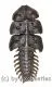 Platerodrilus sp. ( 25 – 29 )