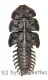 Platerodrilus sp. ( 30 – 34 )