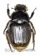 Platygenia barbata ( 25 – 34 )