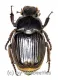 Platygenia barbata ( 25 – 34 )