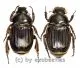 Platygenia barbata ( M 30 – 34 ) A2