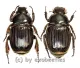 Platygenia barbata ( M 30 – 34 ) A2