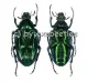Plectrone endroedii ( grüne var. )