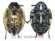 Polybothris alboplagiata ( 20 – 29 ) A2