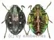 Polybothris auriventris ( 25 – 29 )