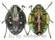 Polybothris auriventris ( 25 – 29 )