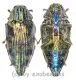 Polybothris differens ( 20 – 29 ) A2