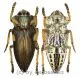 Polybothris expansicollis ( 20 – 34 ) A2