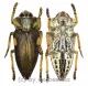 Polybothris expansicollis ( 20 – 24 )