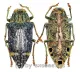 Polybothris luczoti ( 25 – 34 ) A2