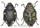 Polybothris mystica ( 20 – 24 )