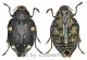 Polybothris mystica ( 20 – 24 )