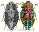 Polybothris quadricollis ( 25 – 29 )