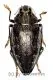 Polybothris sumptuosa superba ( schwarze var. ) ( 35+ )