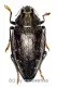 Polybothris sumptuosa superba ( schwarze var. ) ( 35+ )