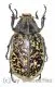 Polyphylla tonkinensis ( 35 – 39 ) A1-