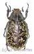 Polyphylla tonkinensis ( 35 – 39 ) A1-