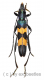 Polyzonus fasciatus ( 20 – 24 ) A2