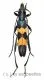 Polyzonus fasciatus ( 20 – 24 )