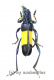 Polyzonus latefasciatus ( 20 – 24 )