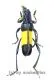 Polyzonus latefasciatus ( 20 – 24 ) A2