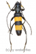 Polyzonus obtusus ( 20 – 29 )