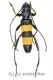Polyzonus obtusus ( 20 – 29 )