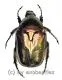 Potosia spec. ( 15 – 24 )