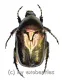 Potosia spec. ( 15 – 24 )