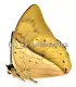 Prepona amphimachus