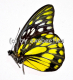 Prioneris thestylis thestylis A1/A-