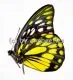 Prioneris thestylis thestylis A1/A-