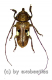 Prosopocera bipunctata ( 35 – 39 ) A1-