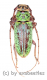 Prosopocera ( Hierogyna ) prasina ( 20 – 24 )