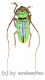 Prosopocera ( Hierogyna ) prasina ( 25 – 29 ) A2