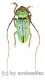 Prosopocera ( Hierogyna ) prasina ( 25 – 29 ) A2
