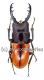 Prosopocoilus bruijni rufulus ( 35 - 39 )