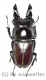 Prosopocoilus bulbosus mandibularis ( 40 – 44 )
