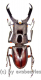 Prosopocoilus capricornus ( 40 – 44 )