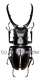 Prosopocoilus confucius ( 75 - 79 )