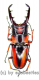 Prosopocoilus ( Metopodontus ) downesi savagei A2