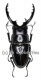 Prosopocoilus forficula forficula ( 50 - 54 )