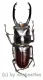 Prosopocoilus ( Prosopocoilus ) guerlachi ( 40 – 44 ) A1-
