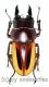 Prosopocoilus lateralis lorquinii ( amphiodonte ) ( 30 – 34 )