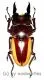 Prosopocoilus lateralis lorquinii ( mesodonte ) ( 35 – 39 )